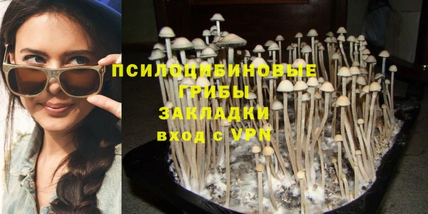 прущие грибы Инта