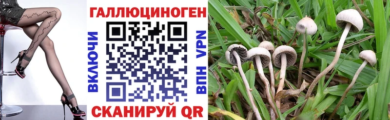 Псилоцибиновые грибы Psilocybe  Кимры 